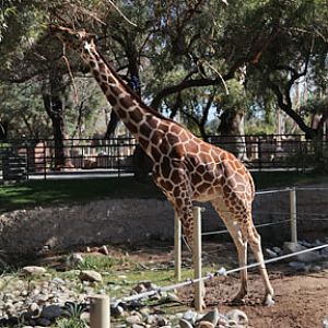 giraffe stretching for leaves
