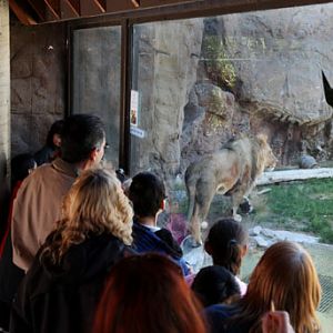 people watching lion