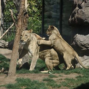 cub attacking mom