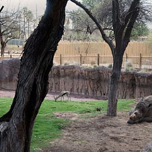 rhino and gazelle and elephant