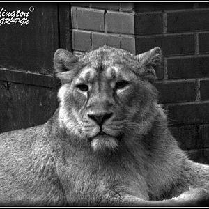 Lion at Chester Zoo