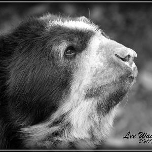Spectacled Bear