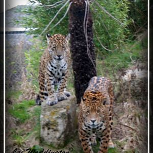 Jaguars