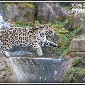 Jumping Jaguar