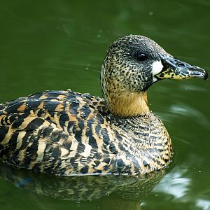 White-backed duck