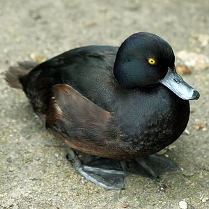 New Zealand scaup