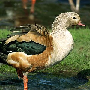 Orinoco Goose