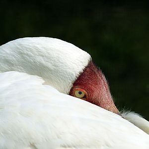 Siberian crane