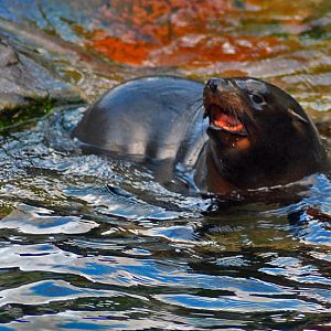 fur seal