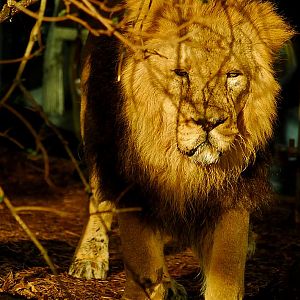 asiatic lion male