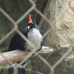 Horned guan Guadalajara Zoo