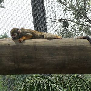 SQUIRREL MONKEY GUADALAJARA ZOO