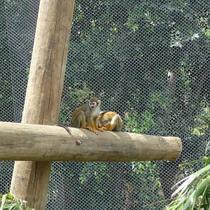 SQUIRREL MONKEY GUADALAJARA ZOO