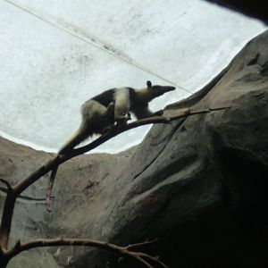 tamandua mexicana Guadalajara zoo