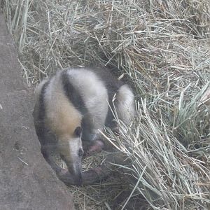 TAMANDUA MEXICANA GUADALAJARA ZOO
