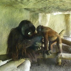 BORNEAN ORANGUTANS GUADALAJARA ZOO