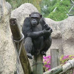 chimpanzee GUADALAJARA ZOO