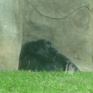 Female gorilla Guadalajara Zoo