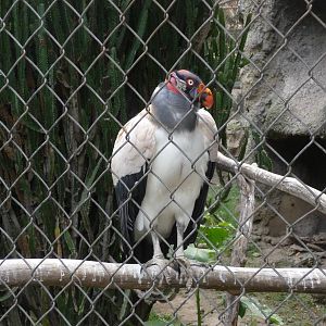 KING VULTURE GUADALAJARA ZOO
