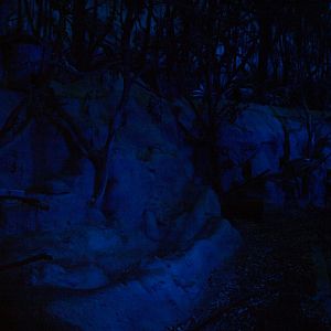 Papiliorama - Nocturama (Kinkajou exhibit)