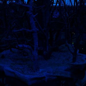 Papiliorama - Nocturama (Island)