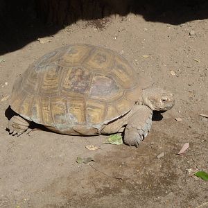 SULCATA TORTOISE GUADALAJARA ZOO