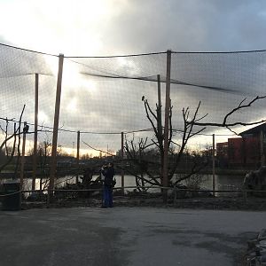 Stellar's Sea Eagle Aviary