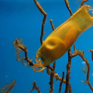 Shark Egg