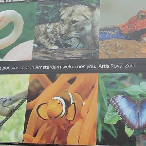 Sign Advertising Artis Zoo in Amsterdam