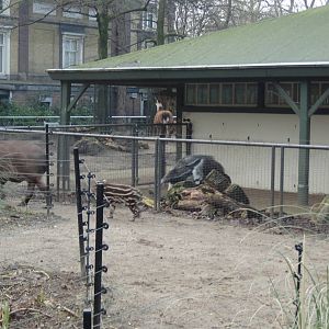 Baby Tapir and Baby Giant Anteater