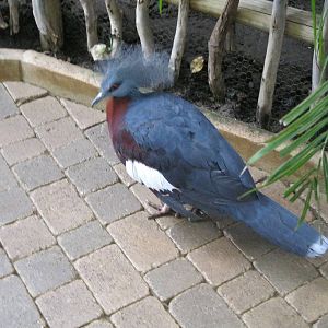 Sclater's Crowned Pigeon (Goura scheepmakeri sclateri)