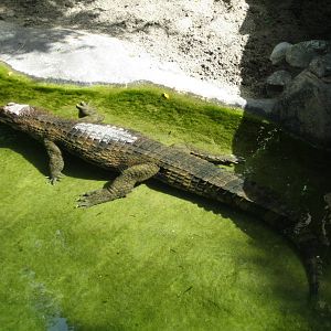 False Gharial/Falso gavial (Tomistoma schlegelii)