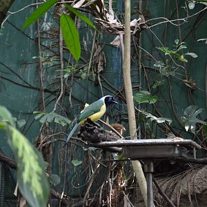 Green jay (Cyanocorax yncas)