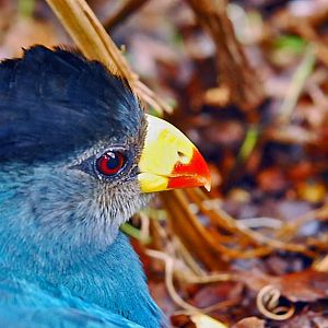 great blue turaco