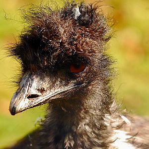 emu