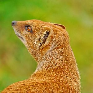 yellow mongoose