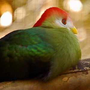 red crested turaco