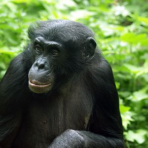Bonobo