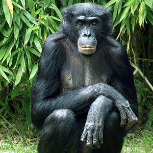 Bonobo