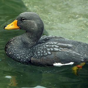 Magellanic Steamer duck