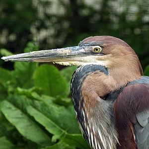Goliath heron
