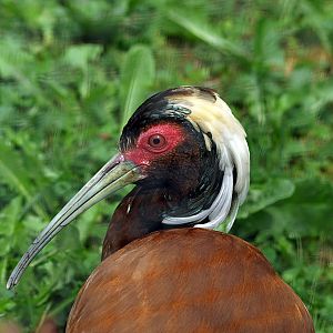 Madagascar Crested Ibis