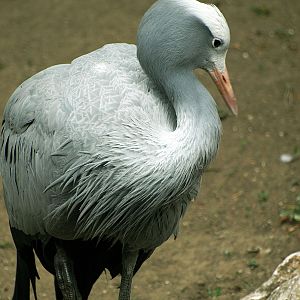 Blue Crane