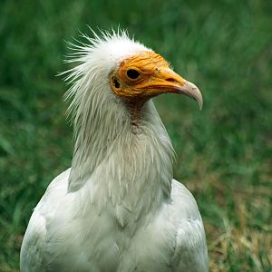 Egyptian vulture