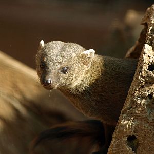 Madascar Ring-tailed mongoose