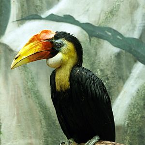 Male Wrinkled hornbill
