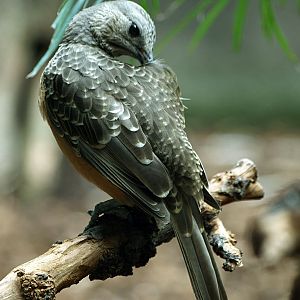 Fawn-breasted Bowerbird