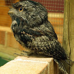 Young Tawny Frogmouth