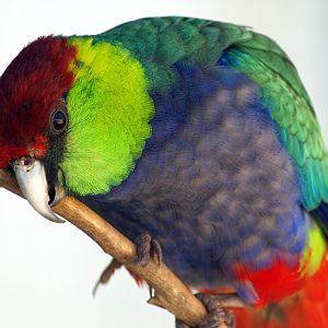 Red-capped Parrot