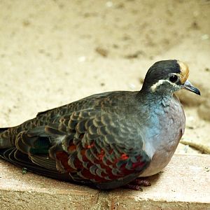 Common Bronzewing